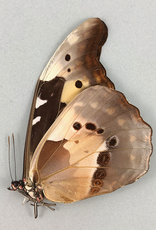 Morpho rhetenor helena F A1 Upper Huallaga Valley, Peru