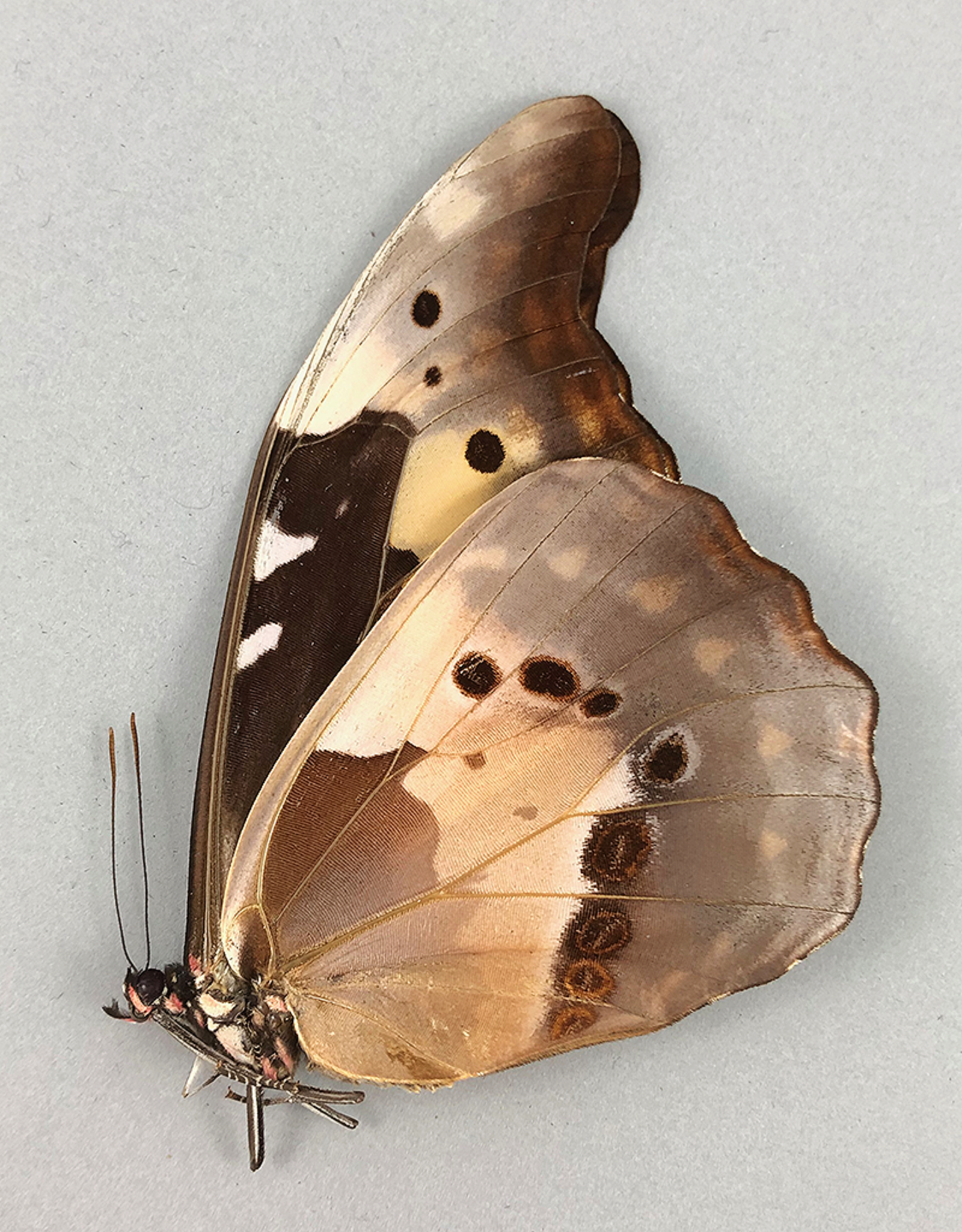 Morpho rhetenor helena F A1 Upper Huallaga Valley, Peru