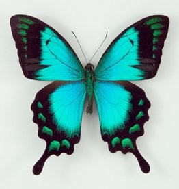 Papilio lorquinianus albertisi M A1/A1- Arfak, Irian Jaya, Indonesia