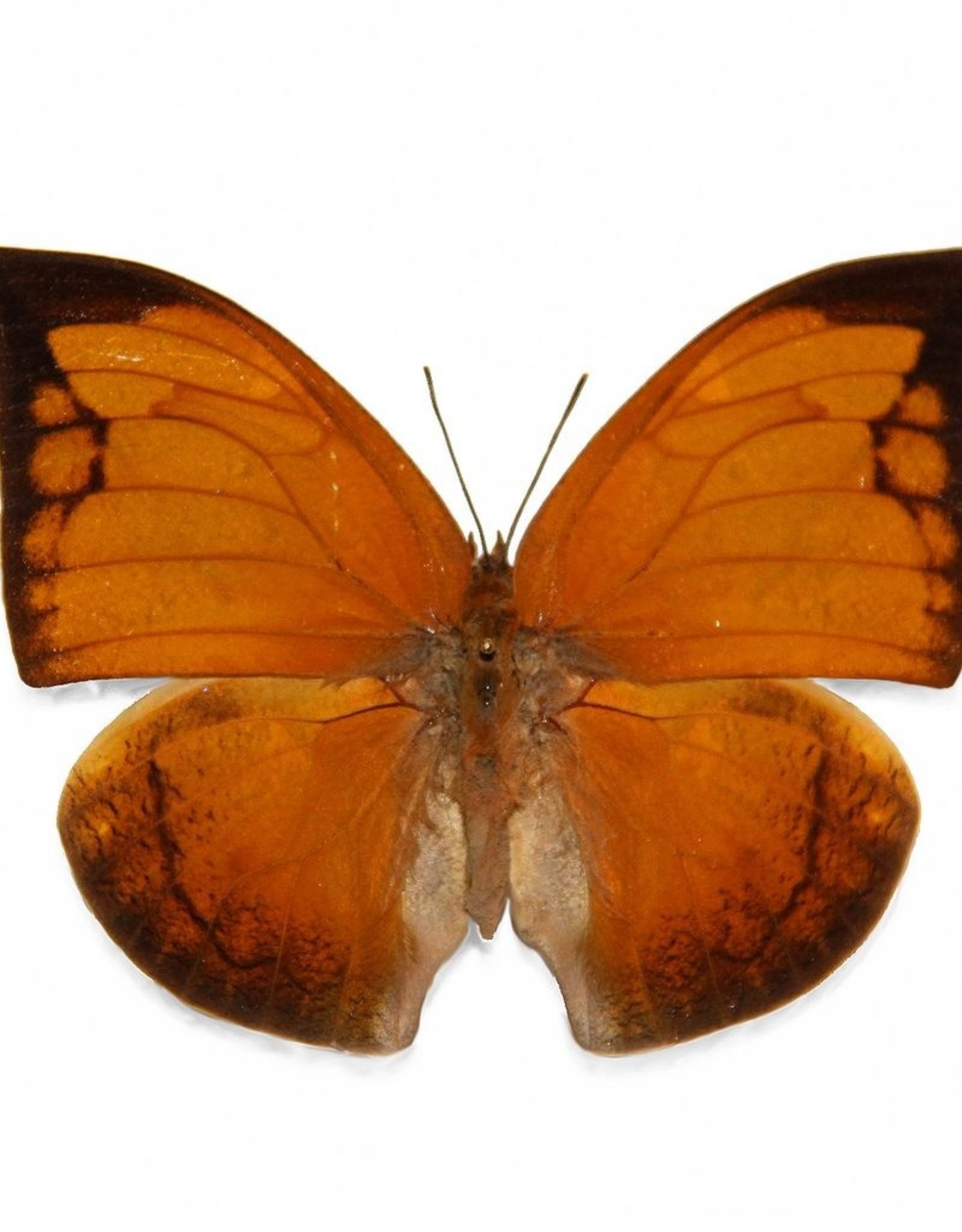 Anaea archidona M A1 Satipo, Peru