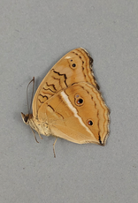 Junonia (Precis) almana ssp? M A1 Mindoro Island, Philippines