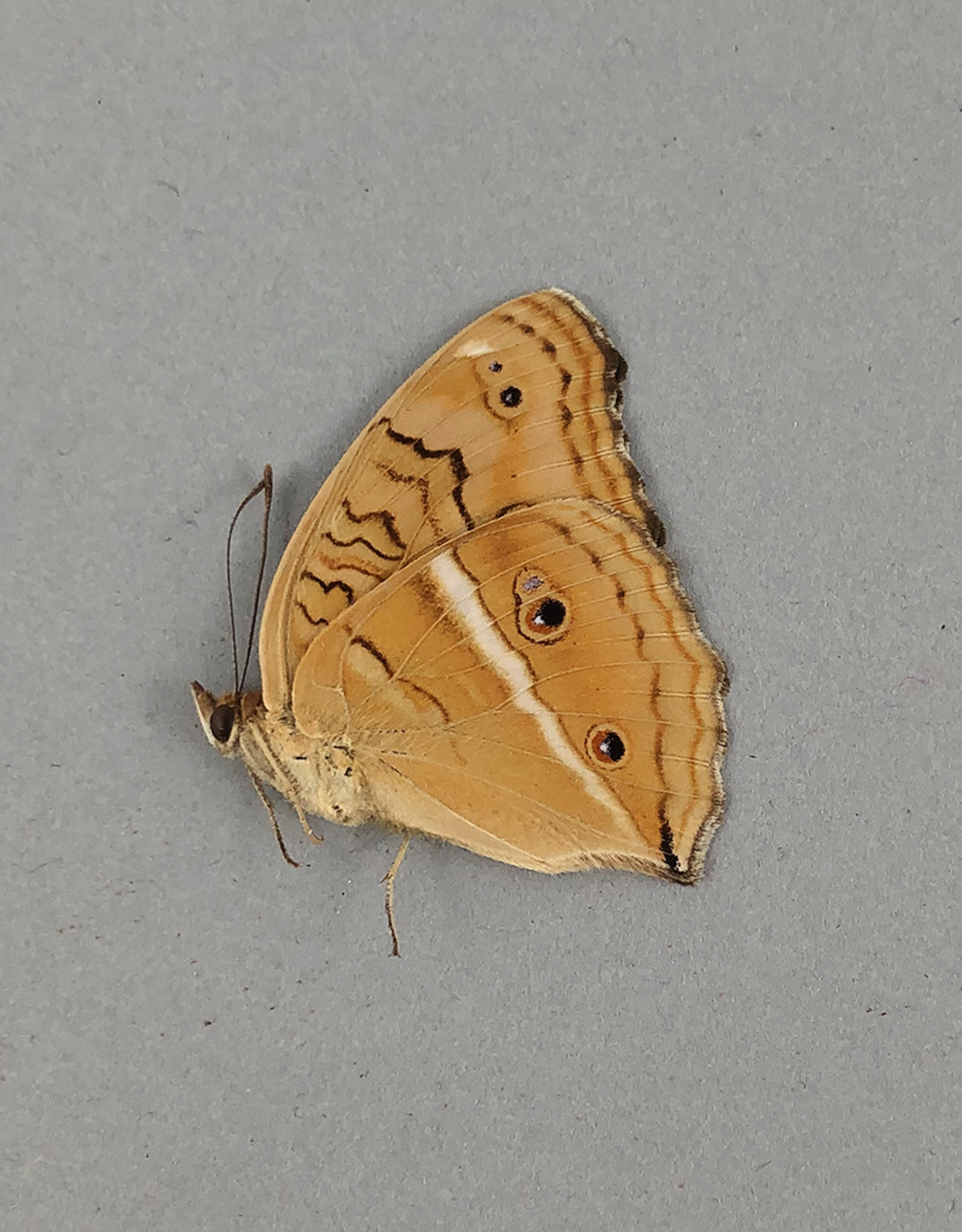 Junonia (Precis) almana ssp? M A1 Mindoro Island, Philippines