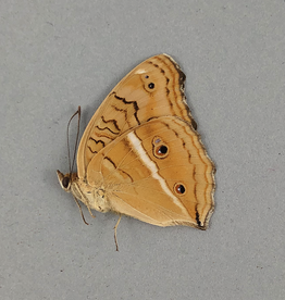 Junonia (Precis) almana ssp? M A1 Mindoro Island, Philippines