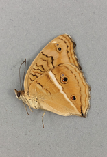 Junonia (Precis) almana ssp? M A1 Mindoro Island, Philippines