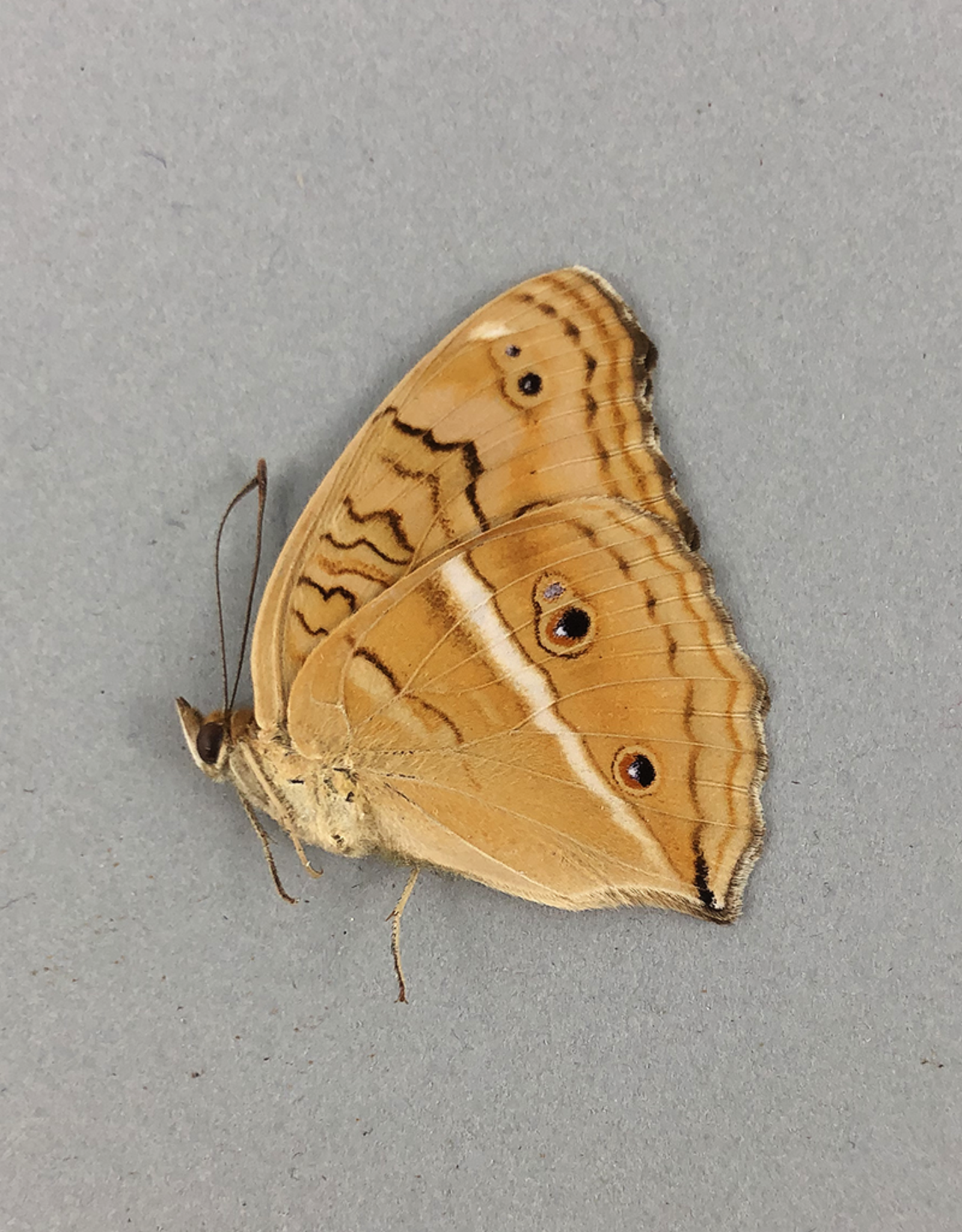 Junonia (Precis) almana ssp? M A1 Mindoro Island, Philippines