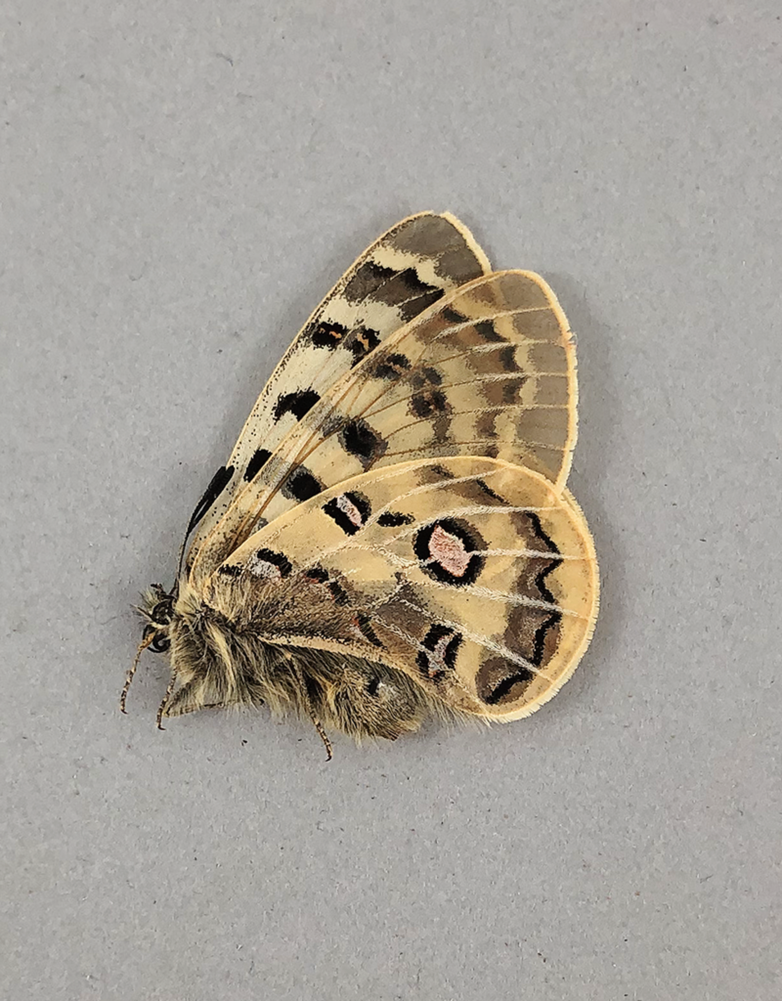 Parnassius szechenyii szechenyii M A1 Qinghai Province, China