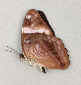 M17 A+/A  Saturniidae Butterflies & Moths Papilio Sphingidae 