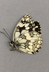 Melanargia galathea M A1 Orvez, Armenia