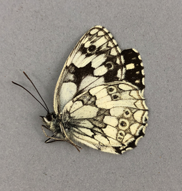 Melanargia galathea M A1/A1- Orvez, Armenia