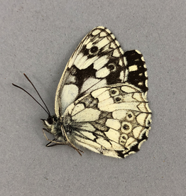 Melanargia galathea M A2 Orvez, Armenia