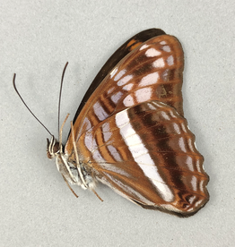 Adelpha sichaeus M A1 Caranavi, Bolivia