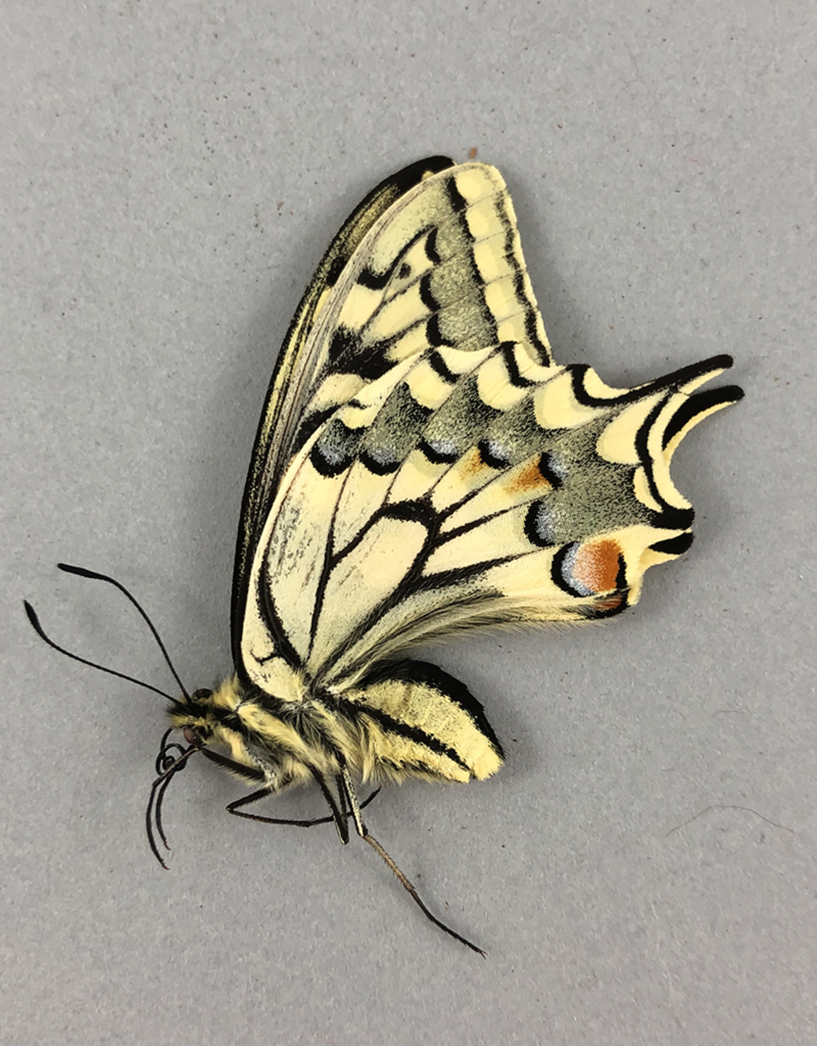 Papilio machaon syriacus F A2 Atiz, Armenia
