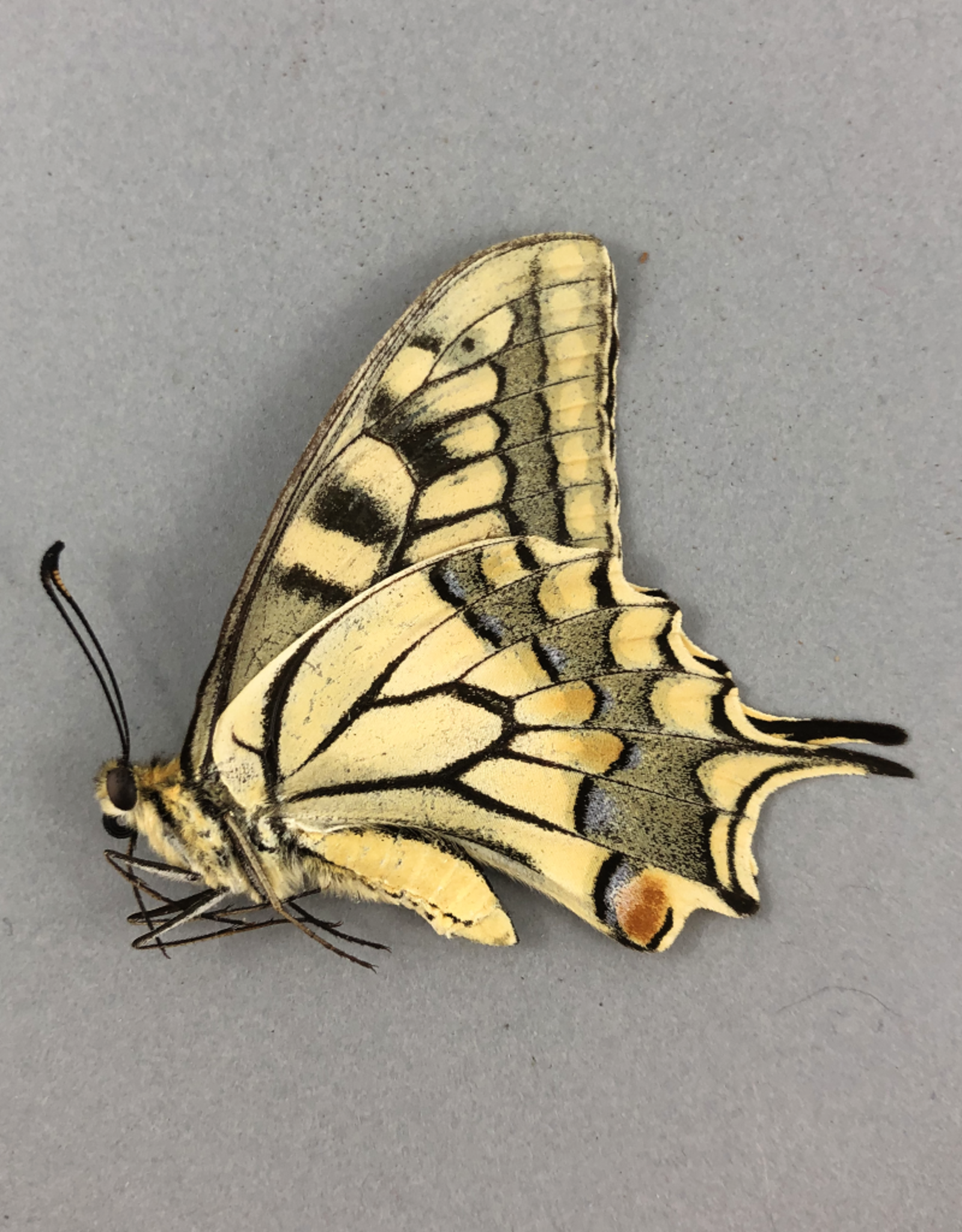 Papilio machaon syriacus M A2 Atiz, Armenia