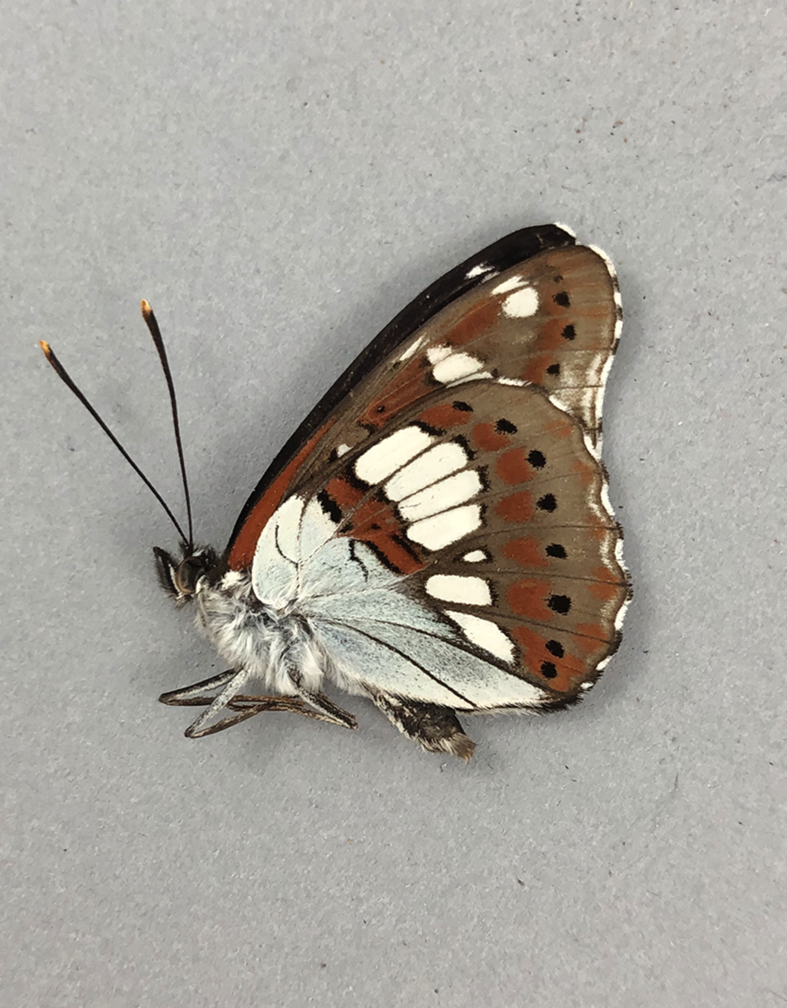 Limenitis reducta reducta M A1 Gegard, Armenia