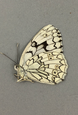 Melanargia larissa astanda M A1- Chozrov, Armenia