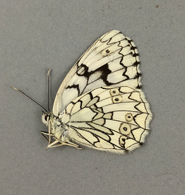 Melanargia larissa astanda M A1/A1- Chozrov, Armenia