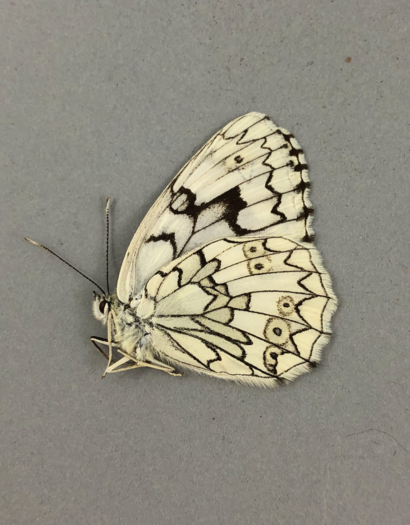 Melanargia larissa astanda M A2 Chozrov, Armenia