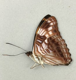 Adelpha ximena M A1 Caranavi, Bolivia