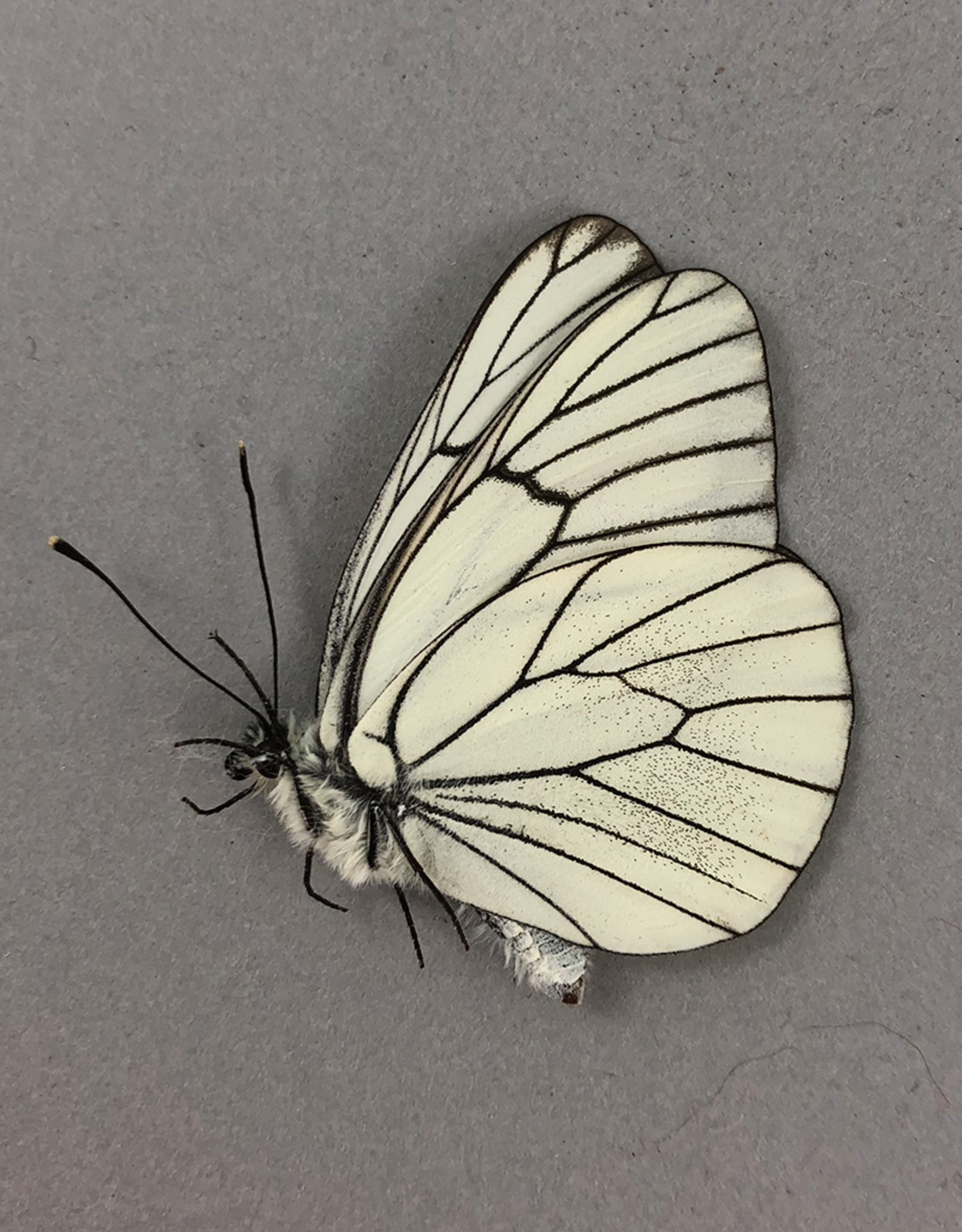 Aporia crataegi F A1 Chozrov NP, Armenia