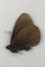 Erebia magdalena saxicola M A1- Alberta, Canada