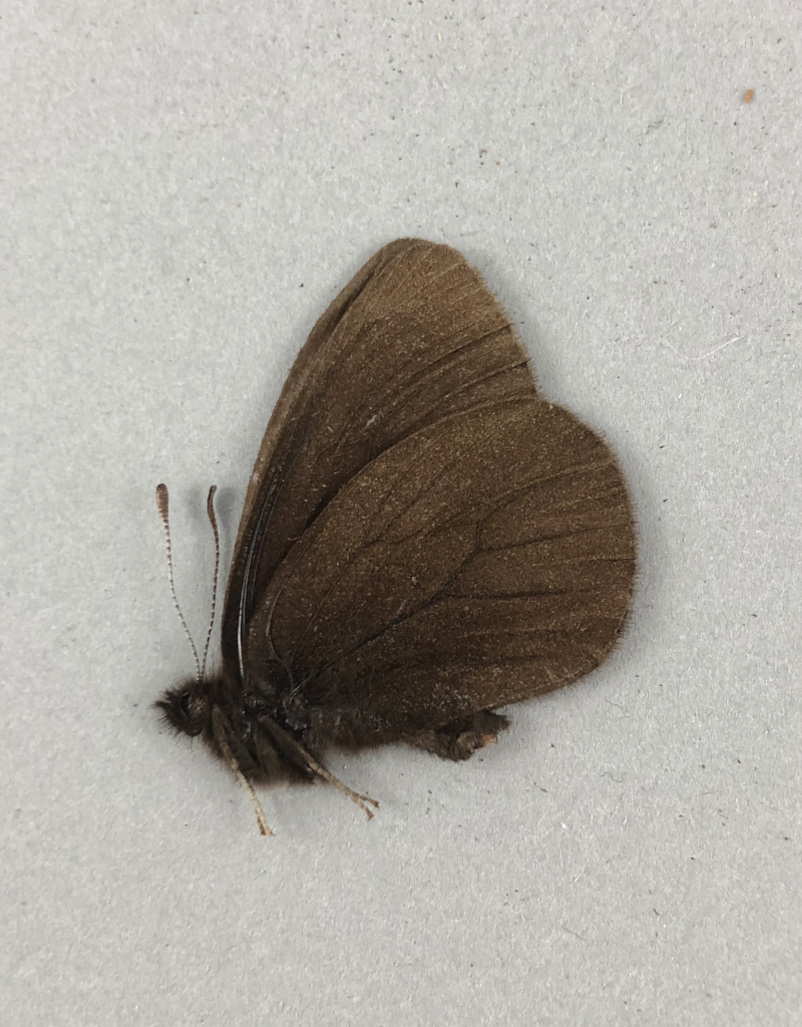 Erebia magdalena saxicola M A1- Alberta, Canada