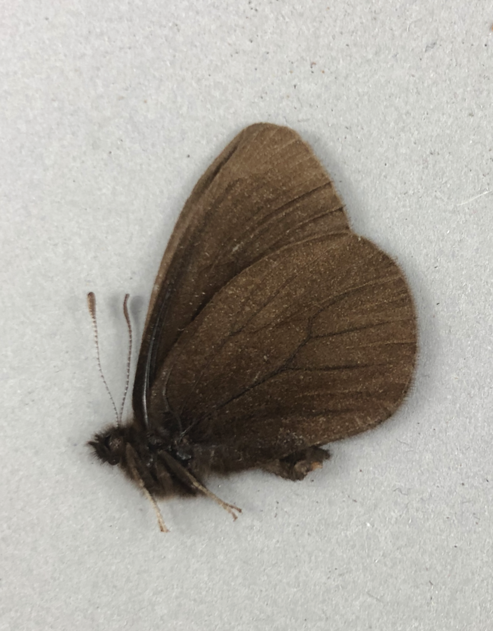 Erebia magdalena saxicola M A2 Alberta, Canada