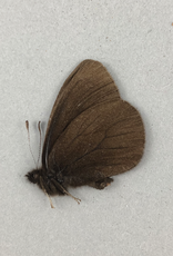 Erebia magdalena saxicola M A2 Alberta, Canada