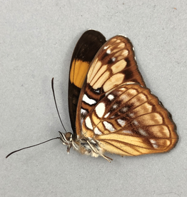 Adelpha saundersii helepecki M A1 Caranavi, Bolivia