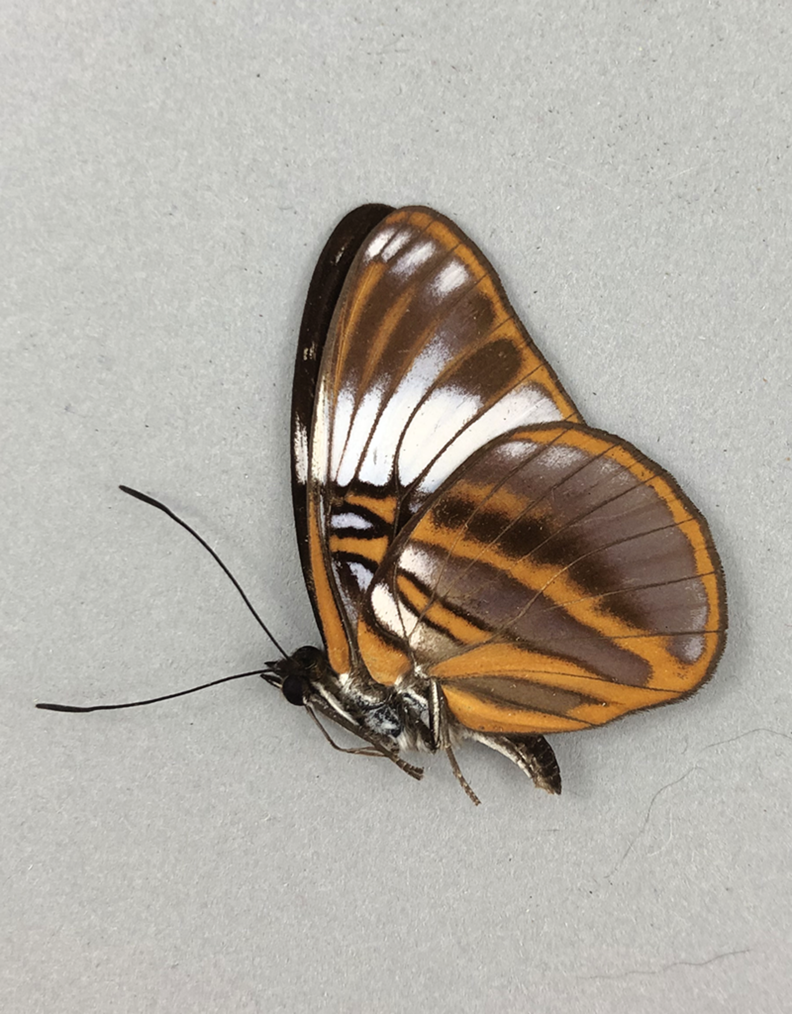 Adelpha epione agilla M A1 Caranavi, Bolivia