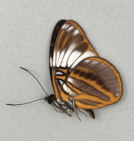 Adelpha epione agilla M A1 Caranavi, Bolivia