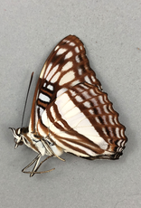 Adelpha erotia f. lerna M A1 Caranavi, Bolivia