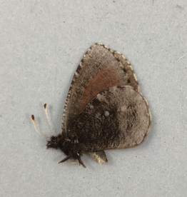 Erebia discoidalis mcdunnoughi M A1 AB, Canada