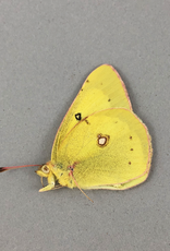 Colias philodice hageni M A1 Kananaskis, AB, Canada