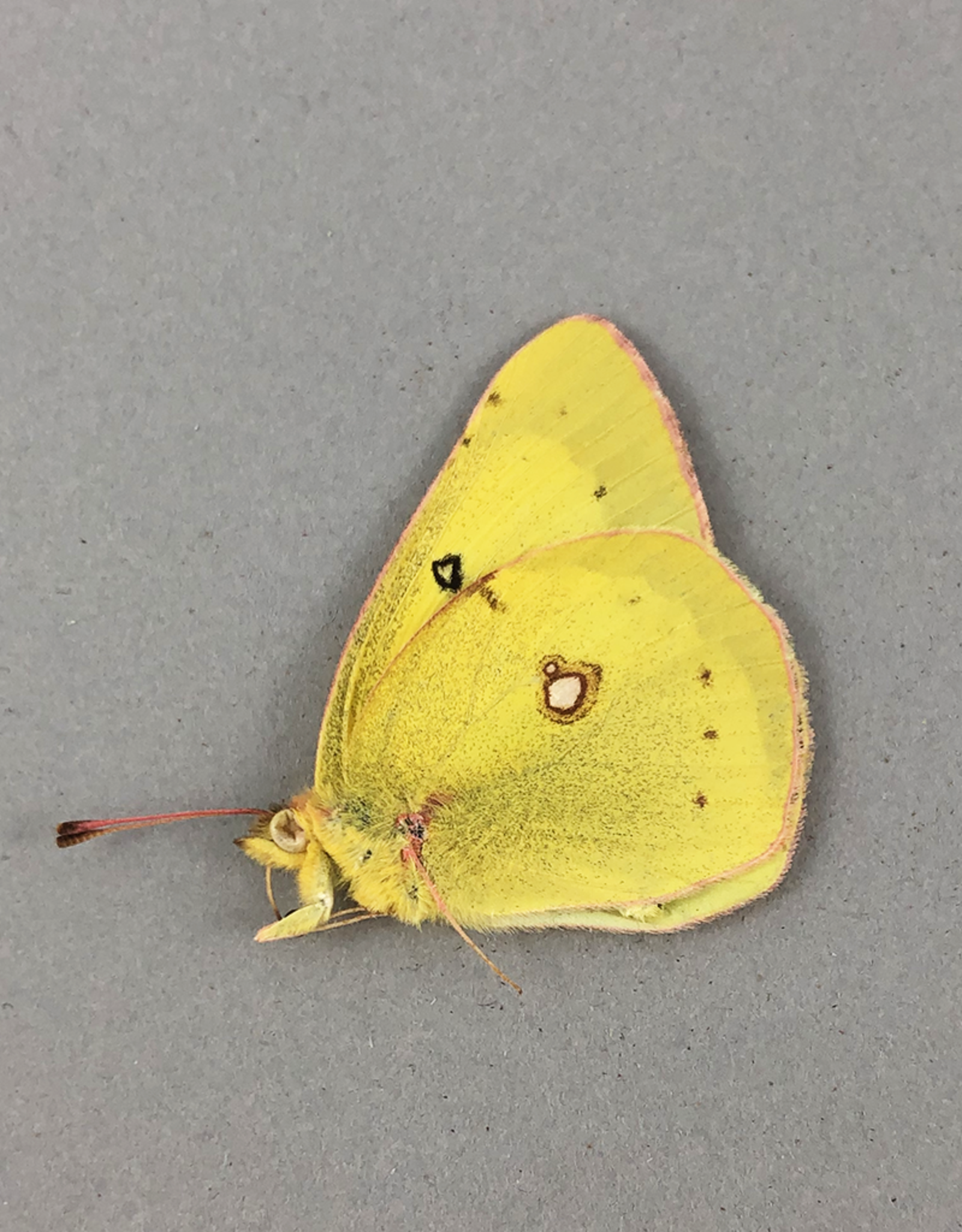 Colias philodice hageni M A1 Kananaskis, AB, Canada