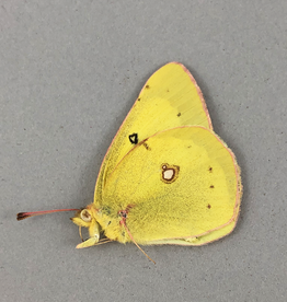 Colias philodice hageni M A1 Kananaskis, AB, Canada