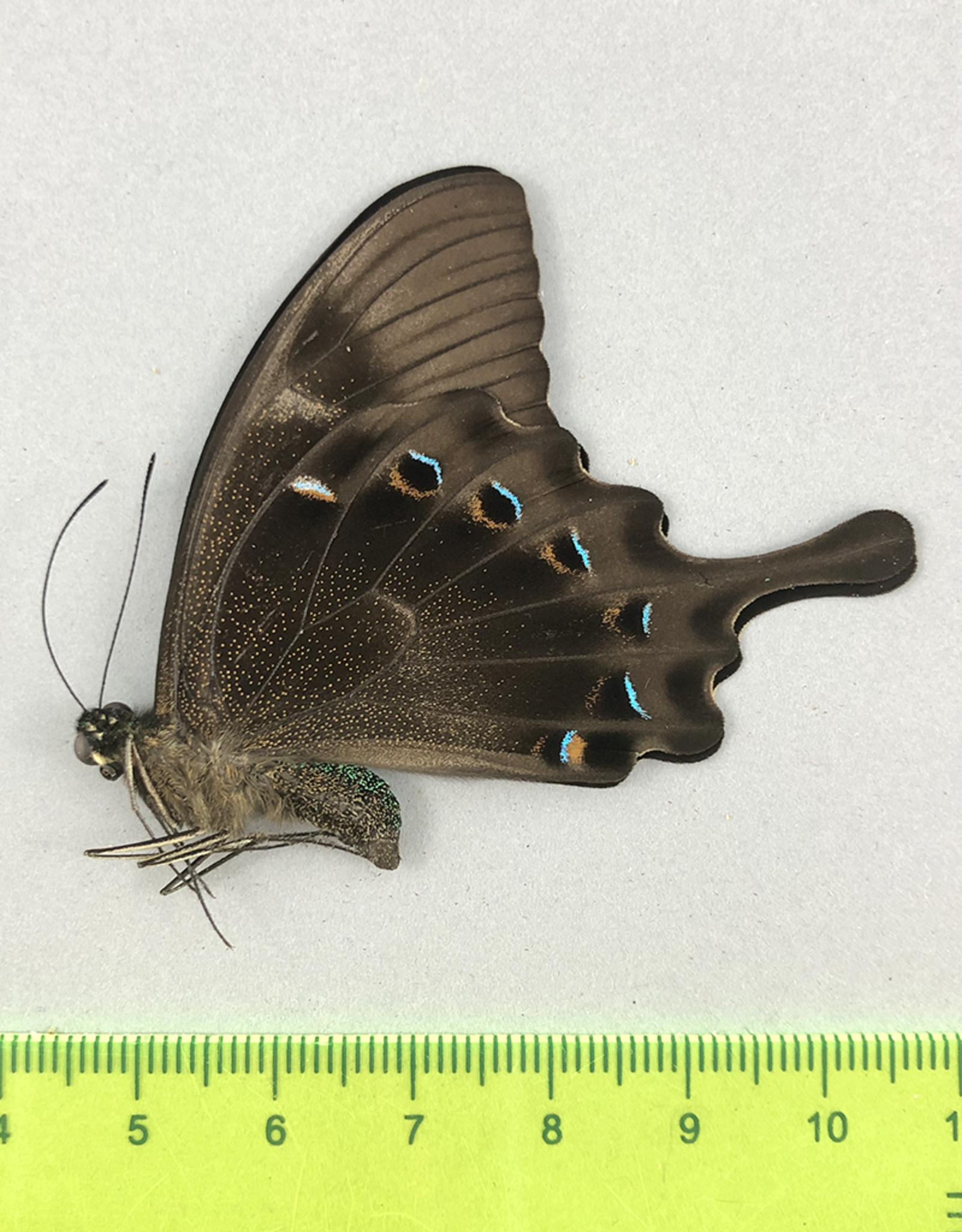 Papilio lorquinianus albertisi M A1 Arfak, Irian Jaya, Indonesia