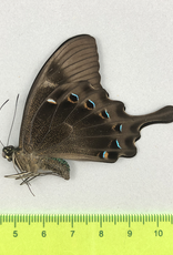Papilio lorquinianus albertisi M A1/A1- Arfak, Irian Jaya, Indonesia