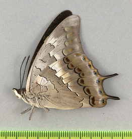 Charaxes solon ssp.? F A1- Mindanao, Philippines