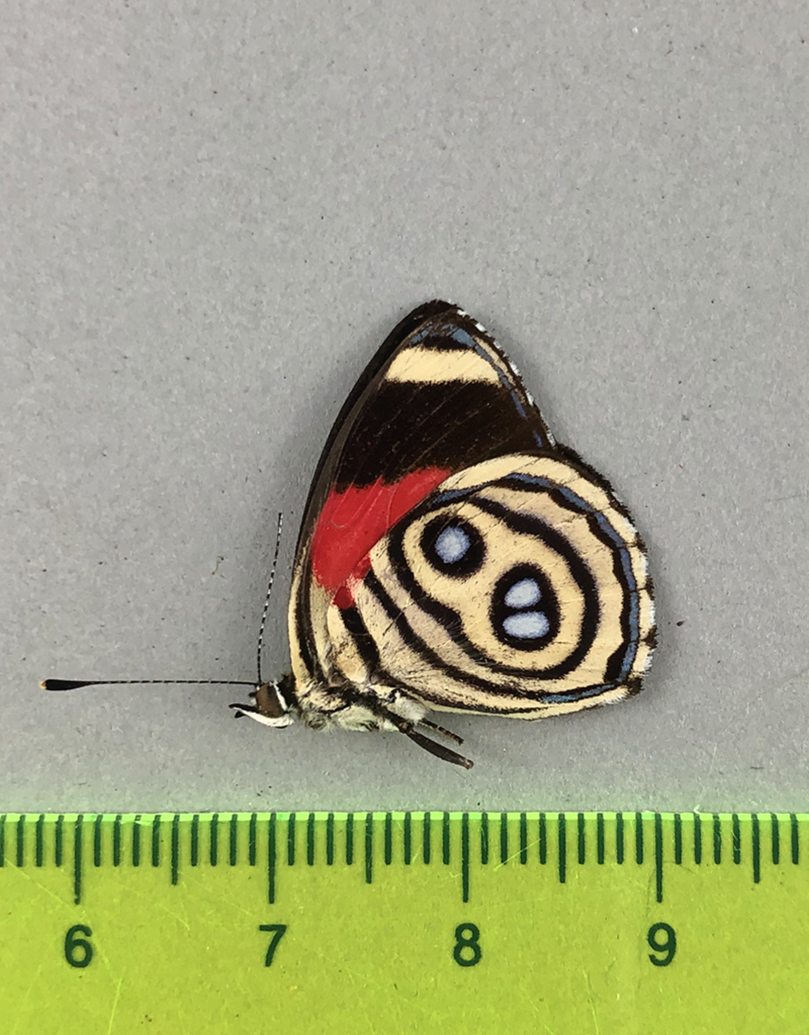 Callicore hystaspes f. hystaspes M A1 Upper Huallaga Valley, Peru