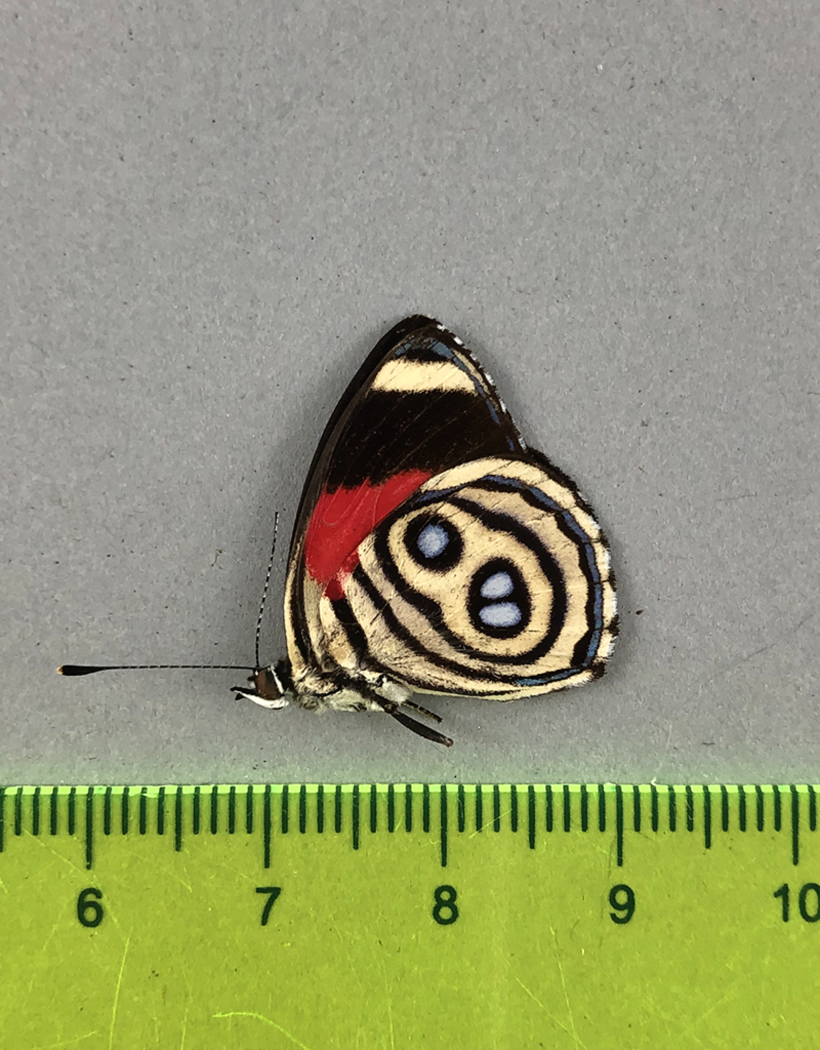 Callicore hystaspes f. hystaspes M A1 Upper Huallaga Valley, Peru