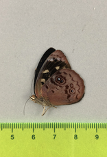 Eunica orphise M A1 Upper Huallaga Valley, Peru