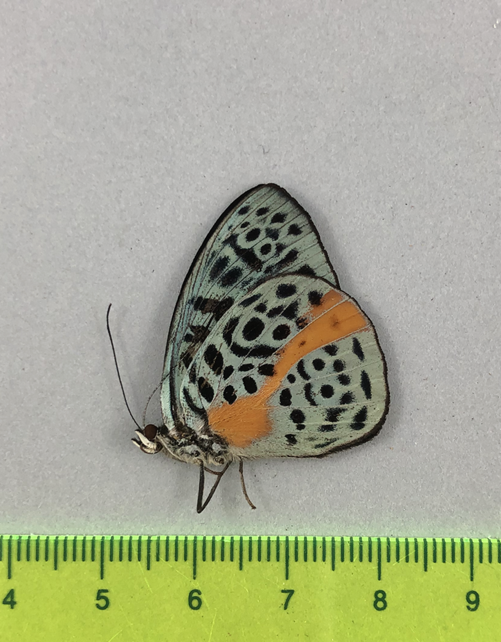 Eunica chlorochroa chlorochroa M A1 Peru