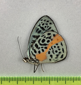 Eunica chlorochroa chlorochroa M A1 Peru