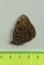 Eunica eurota eurota M A1 Upper Huallaga Valley, Peru