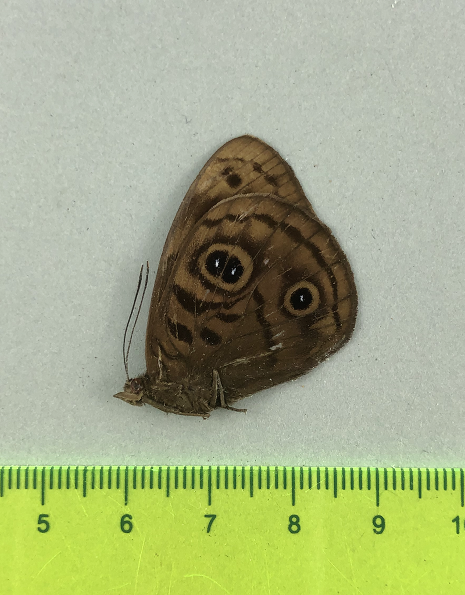 Eunica eurota eurota M A1 Upper Huallaga Valley, Peru