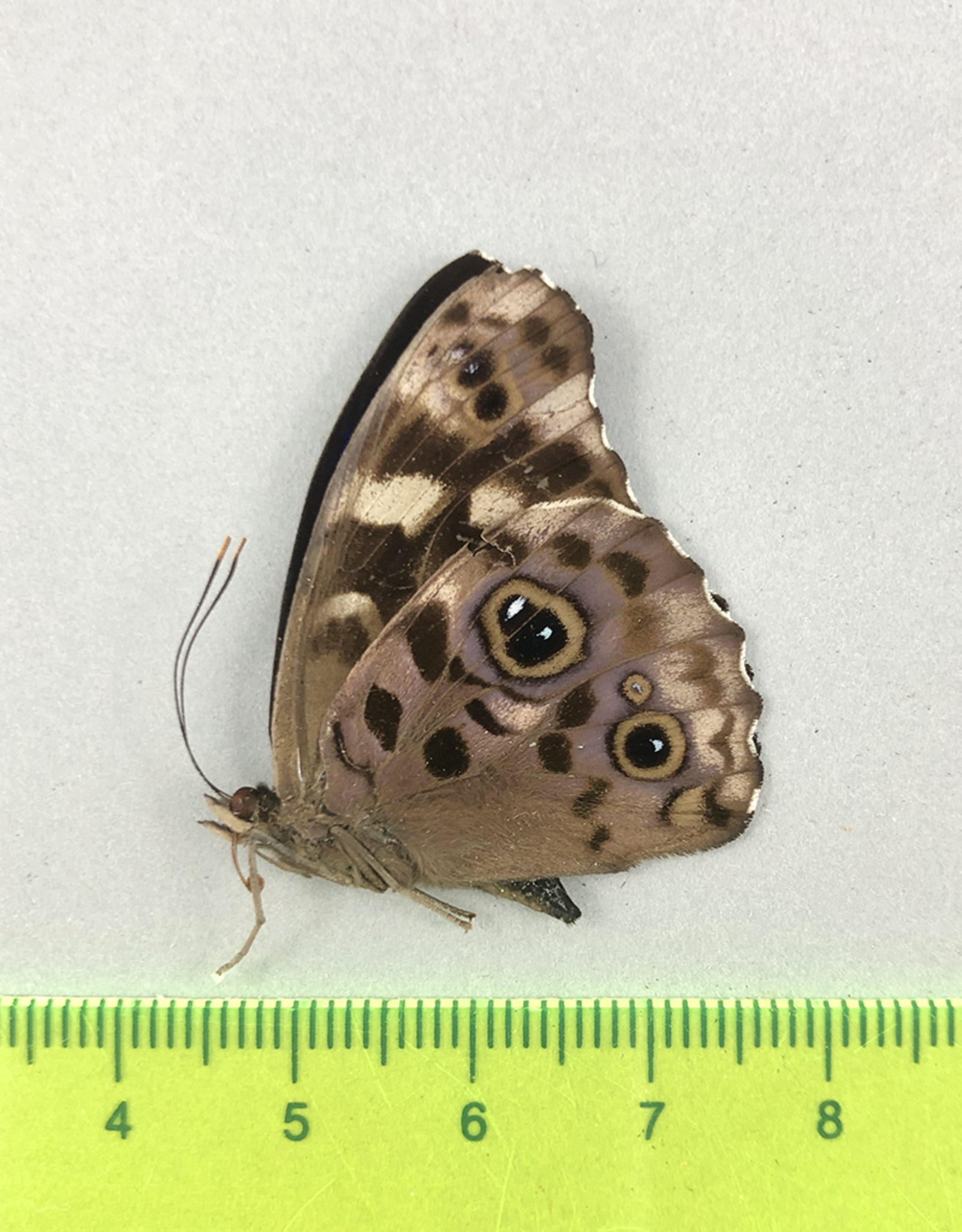 Eunica alpais alpais (E. a. cinara) M A1 Upper Huallaga Valley, Peru