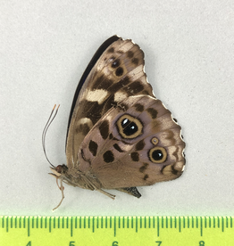 Eunica alpais cinara M A1 Upper Huallaga Valley, Peru