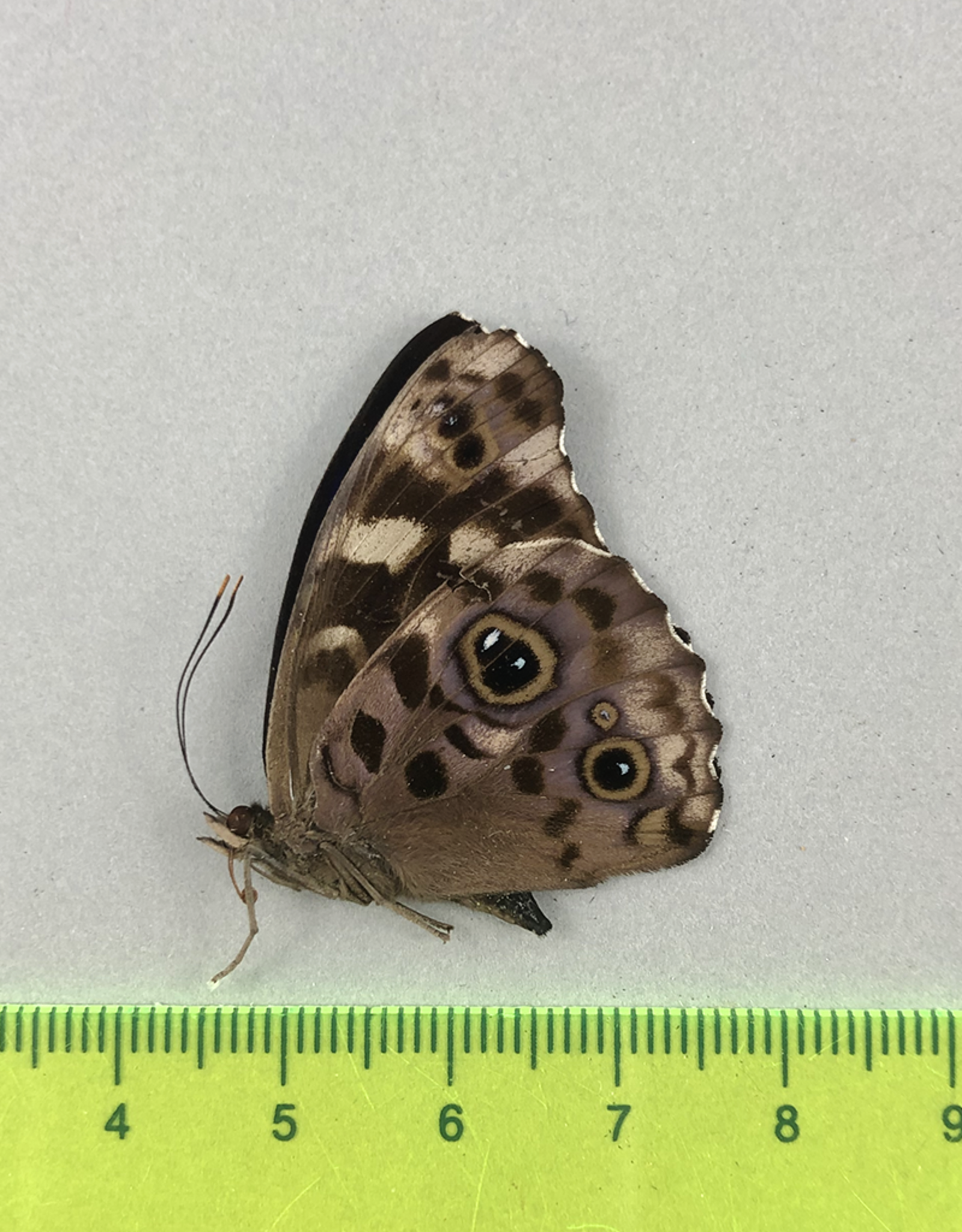 Eunica alpais cinara M A1 Upper Huallaga Valley, Peru