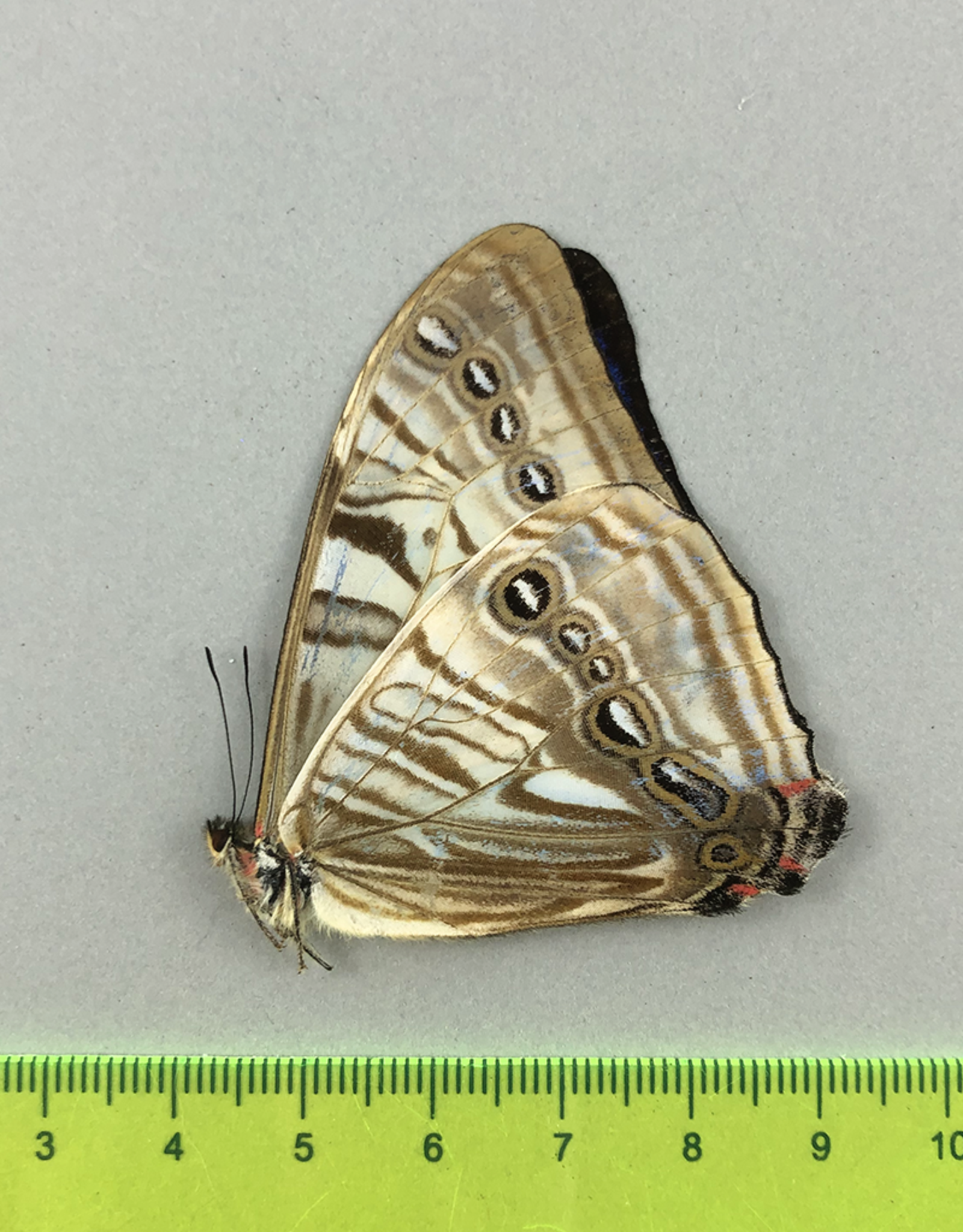 Morpho sulkowskyi descimokoenigi M A1- Carpish, Peru captively bred