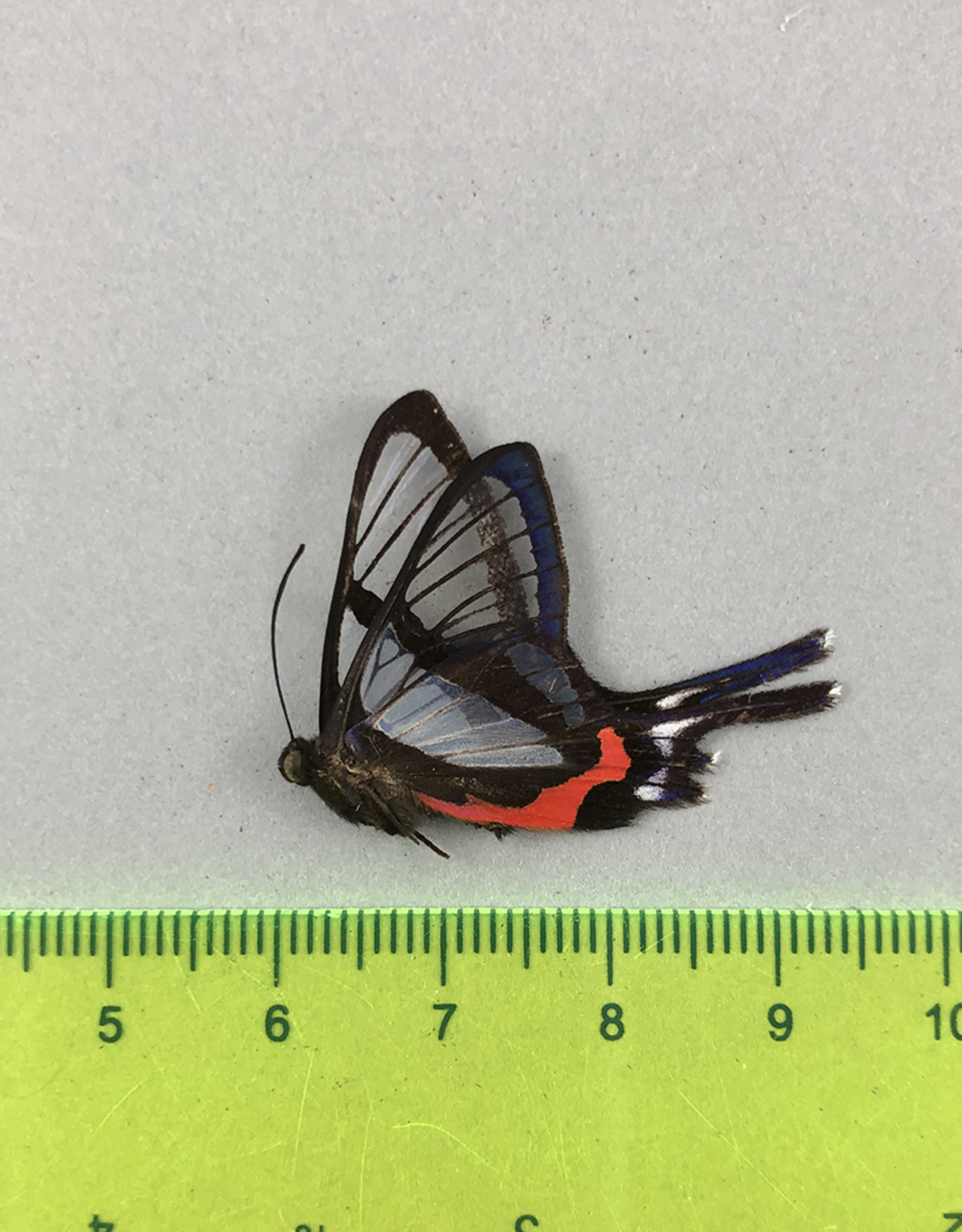 Chorinea sylphina M A1 Upper Huallaga Valley, Peru